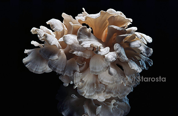 Grifola frondosa