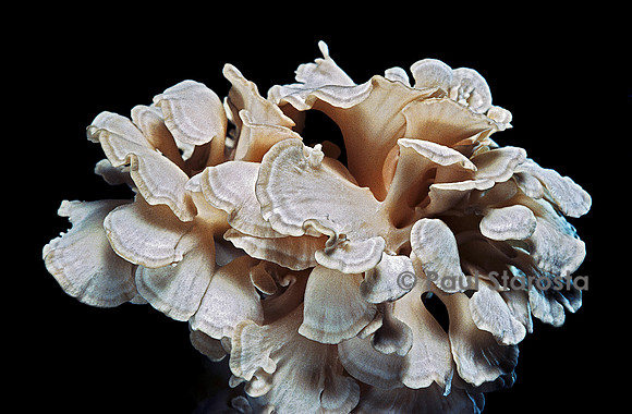 Grifola frondosa