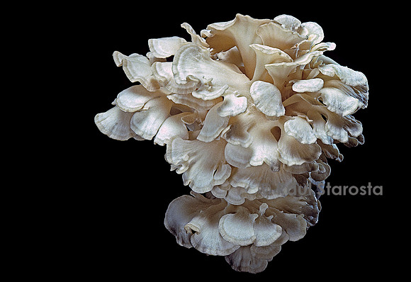 Grifola frondosa (polypore)
