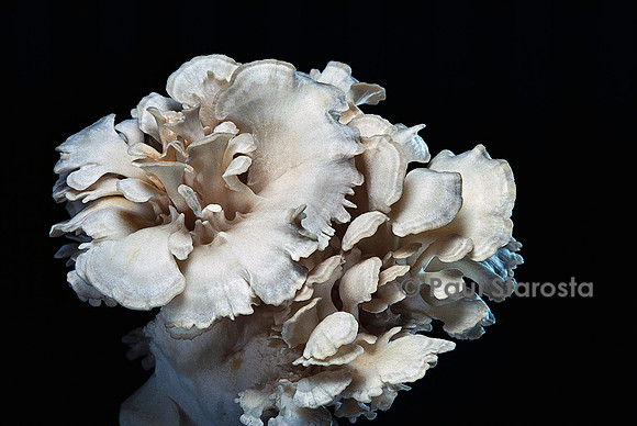 Grifola frondosa