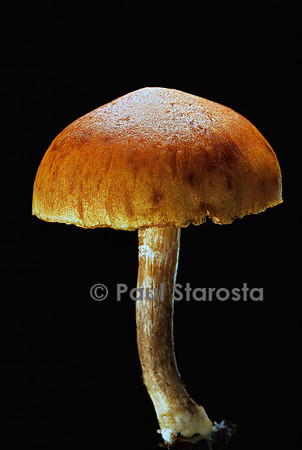 Gymnopilus penetrans (flammule pénétrante)