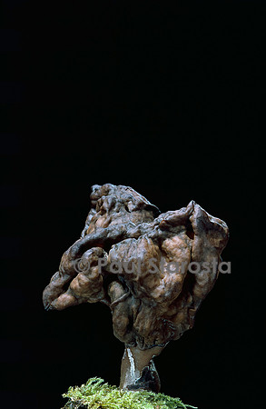 Gyromitra infula (gyromitre)
