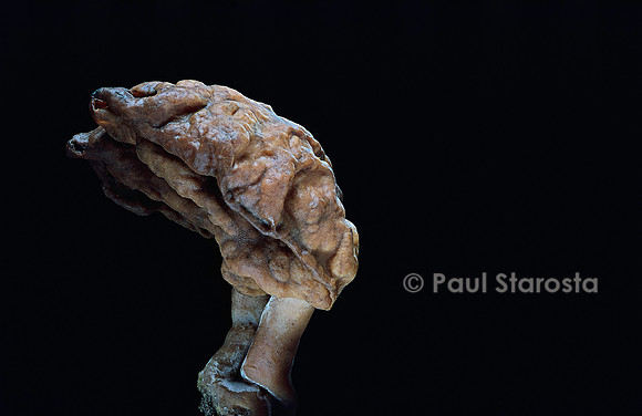 Gyromitra infula (gyromitre)