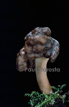 Gyromitra infula (gyromitre)