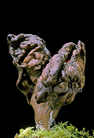 Gyromitra infula (gyromitre)