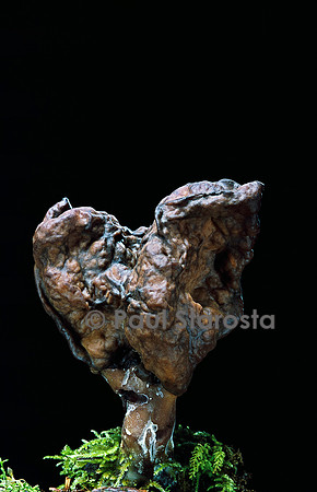 Gyromitra infula (gyromitre)