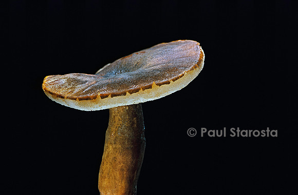 Gyroporus castaneus (bolet châtain)