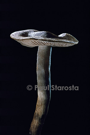Hebeloma mesophaeum (hebelome à centre brun)