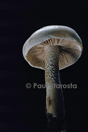 Hebeloma sp. (hébélome)