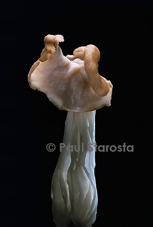 Helvella crispa (helvelle crépue)