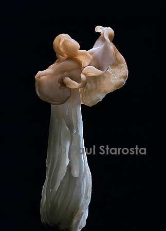 Helvella crispa (helvelle crépue)