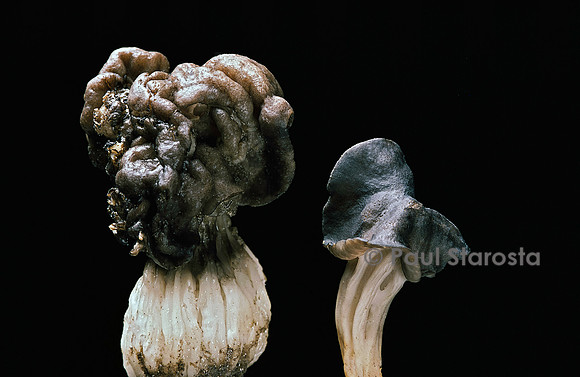 Helvella lacunosa (helvelle lacuneuse)