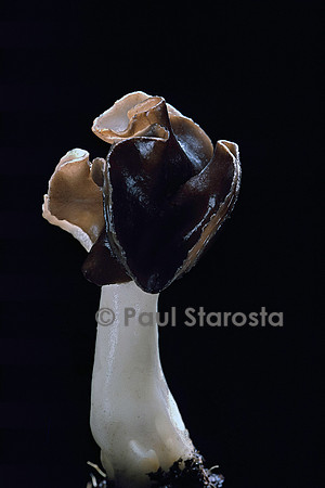 Helvella monachella (helvelle à pied blanc, religieuse)