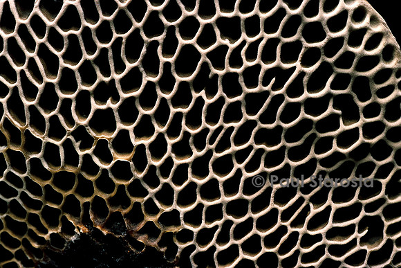 Hexagonia nitida (polypore nid d'abeilles)