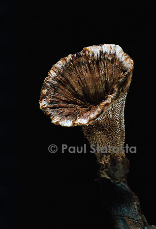 Hydnellum concrescens
