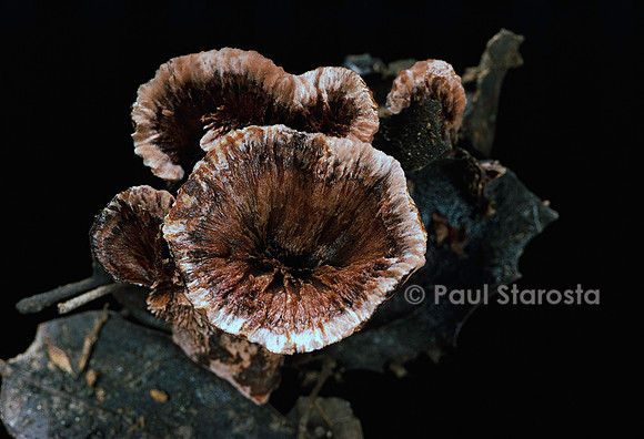 Hydnellum concrescens