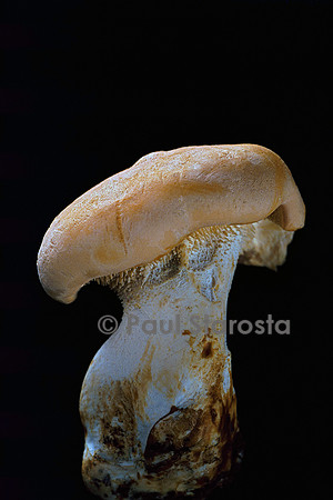 Hydnum repandum (pied de mouton)