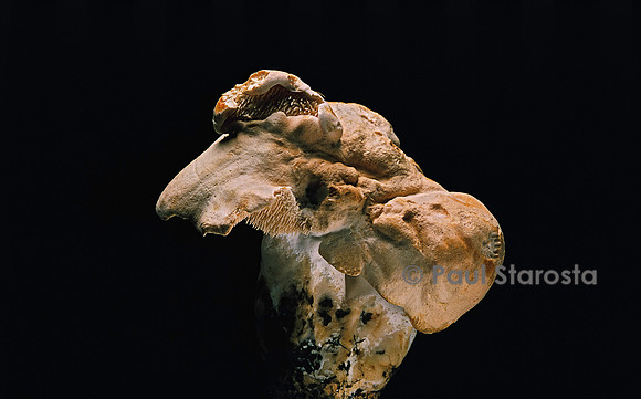 Hydnum repandum (pied de mouton)
