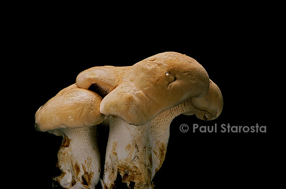 Hydnum repandum (pied de mouton)