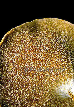 Hydnum rependum (pied de mouton)
