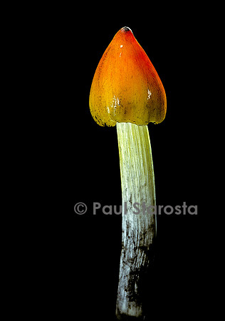 Hygrocybe conica (hygrophore conique)