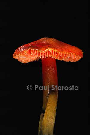 Hygrocybe conicoides (hygrophore)