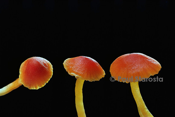 Hygrocybe mucronella (hygrophore mucroné)