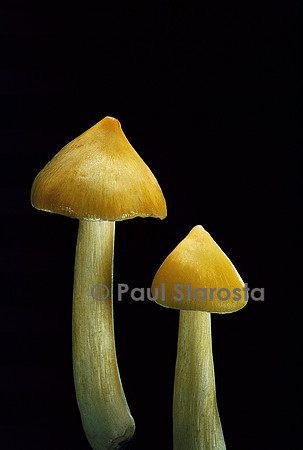 Hygrocybe persistens var. konradii (hygrophore)
