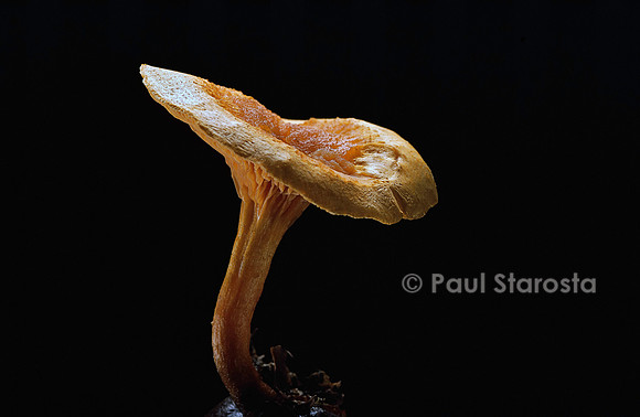 Hygrophoropsis aurantiaca (fausse girolle)