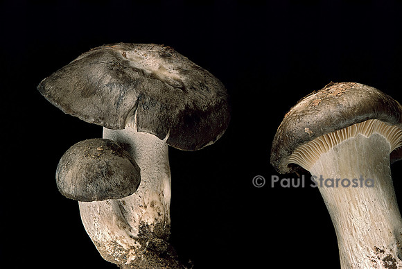 Hygrophorus marzuolus (hygrophore de mars)