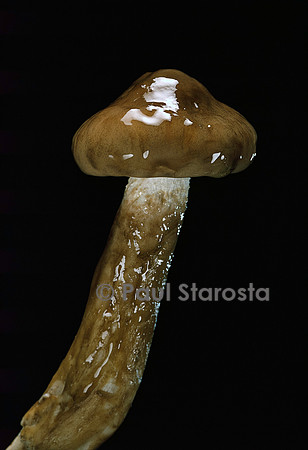 Hygrophorus persoonii (hygrophore dicolore)