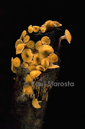 Hymenoscyphus calyculus