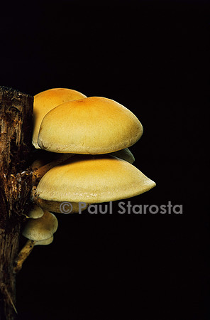 Hypholoma fasciculare (hypholome en touffe)