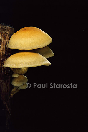 Hypholoma fasciculare (hypholome en touffe)