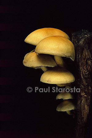 Hypholoma fasciculare (hypholome en touffe)