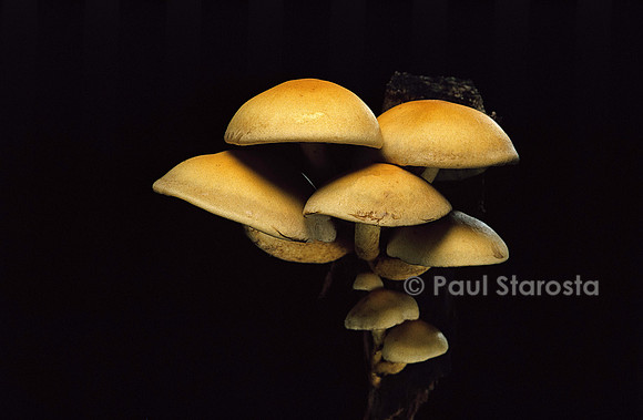 Hypholoma fasciculare (hypholome en touffe)