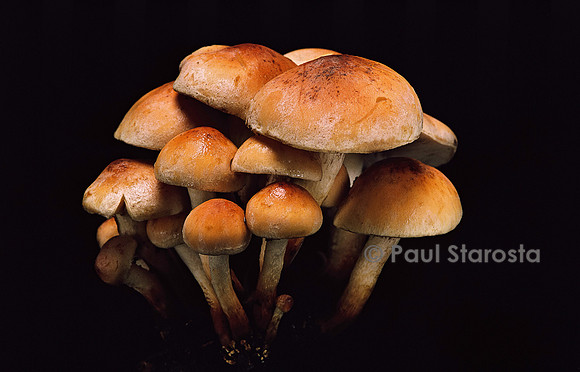 Hypholoma sublateritium (hypholome à couleur de brique)