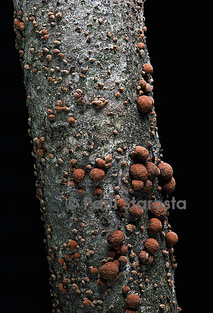 Hypoxylon fragiforme (hypoxylon en forme de fraise)
