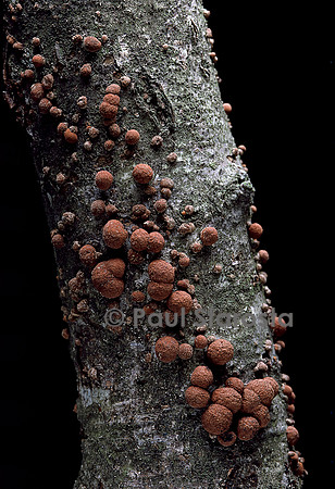 Hypoxylon fragiforme (hypoxylon en forme de fraise)