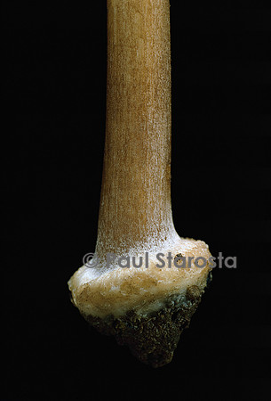 Inocybe asterospora (inocybe à spore étoilée)
