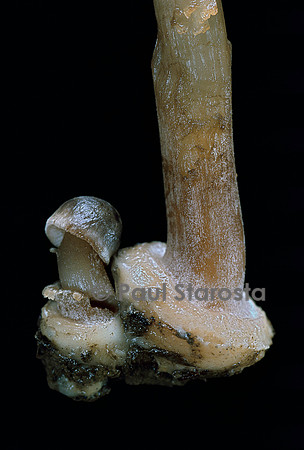 Inocybe asterospora (inocybe à spore étoilée)