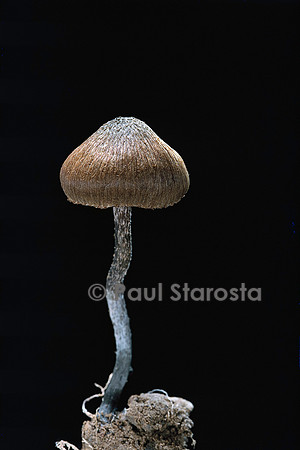 Inocybe calamistrata (inocybe)