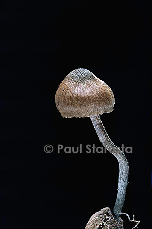 Inocybe calamistrata (inocybe)
