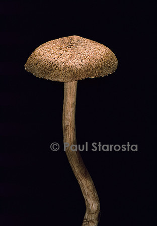 Inocybe cervicolor (inocybe couleur de cerf)