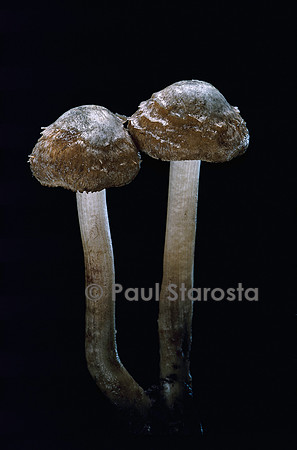 Inocybe corydalina (inocybe)