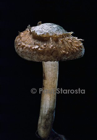 Inocybe corydalina (inocybe)