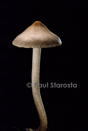 Inocybe geophylla (inocybe)