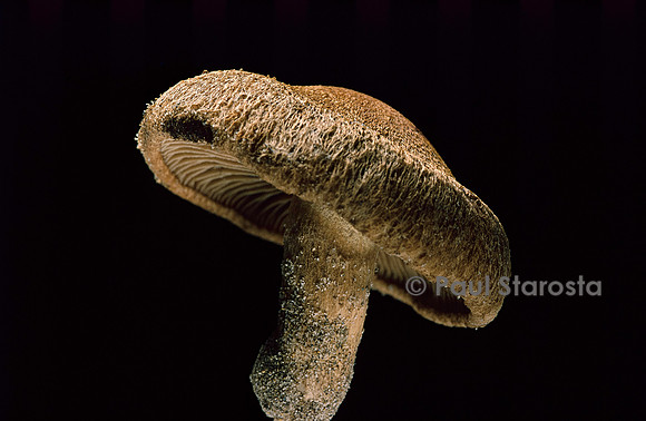 Inocybe heimii (inocybe de Heim)