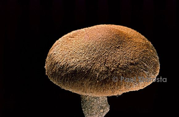 Inocybe heimii (inocybe de Heim)