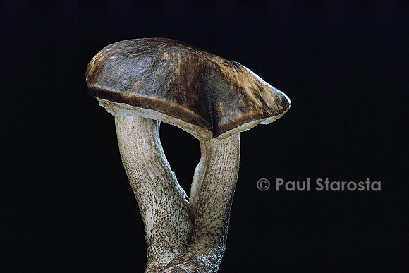 Leccinum scabrum (bolet rude)